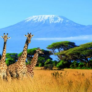 Ecotourism hotspots in Tanzania include wildlife safari National parks and Kilimanjaro trails Lemosho